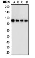 STAT5A Antibody (C-Terminus)