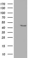 SERPINB4 / SCCA1+2 Antibody (clone OTI2B9, Carrier-free)