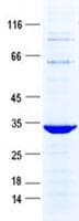 Human PRAC1 / PRAC Protein (Recombinant GST, N-terminus + His, C-terminus)
