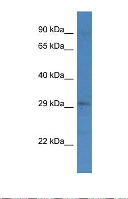 GET4 Antibody (C-Terminus)