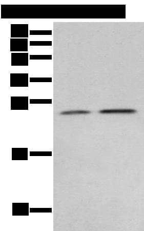 RAB11A Antibody