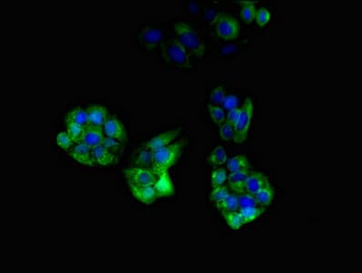 PLIN4 / S3-12 Antibody