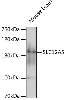 Polyclonal Rabbit anti-Human SLC12A5 / KCC2 Antibody (WB)