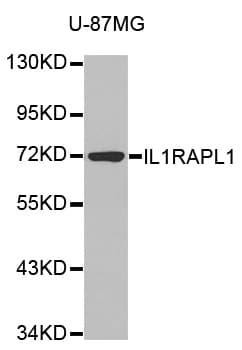 IL1RAPL1 Antibody