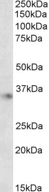 PathPlus™ Polyclonal Goat anti-Human APOE / Apolipoprotein E Antibody (aa305-317, IHC, WB)
