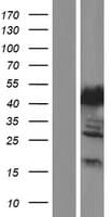 MTHFSD Protein (Over-Expression Lysate Myc-DDK (Flag))