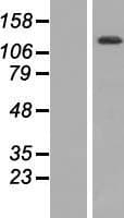 TTC17 Protein (Over-Expression Lysate Myc-DDK (Flag))