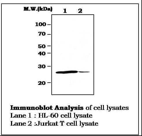 IHC-plus™ BCL2 / Bcl-2 Antibody (clone 11C5)