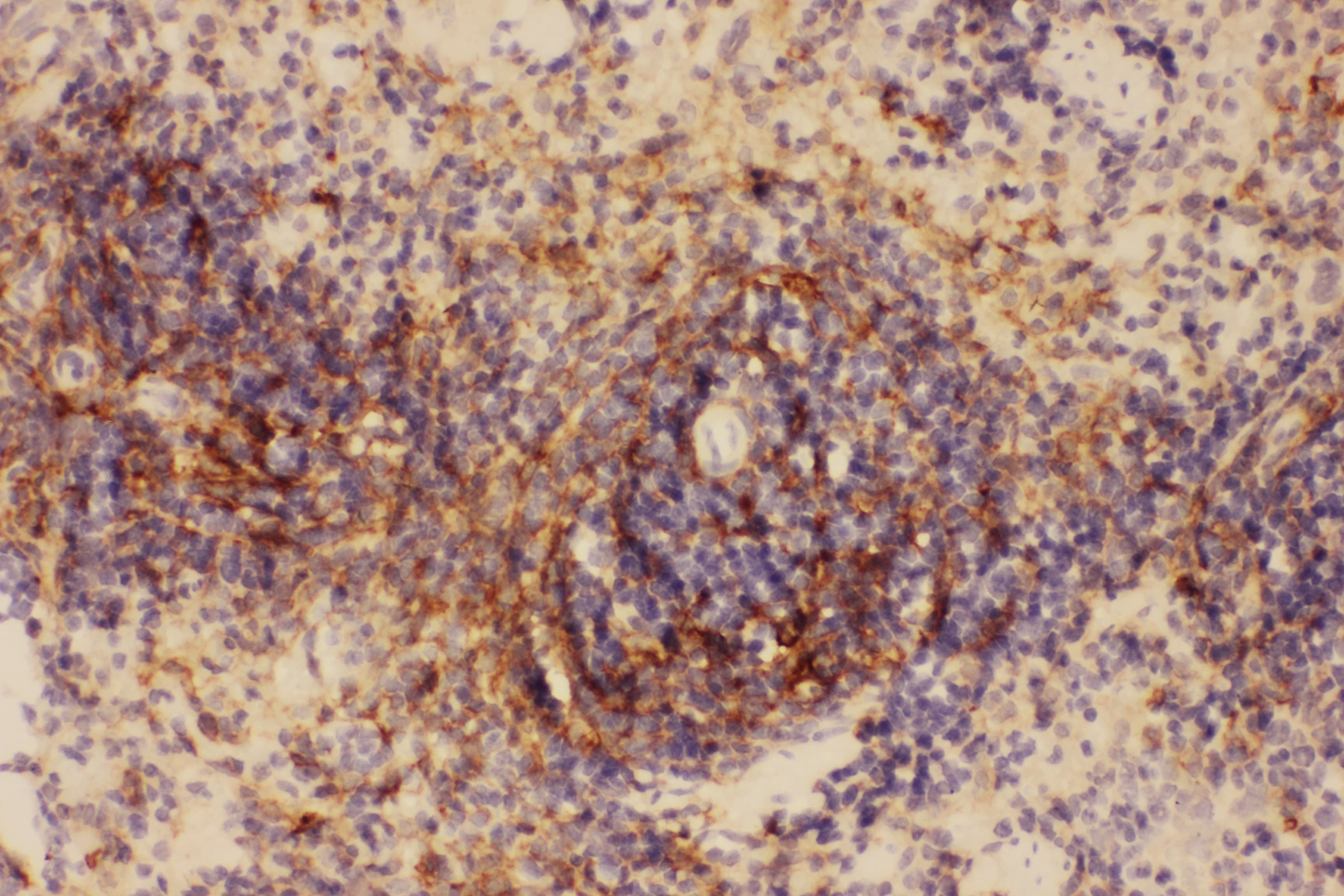 ICAM-1 / CD54 Antibody (aa198-537)