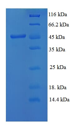 Mouse MMP3 Protein (Recombinant His)