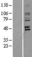GPR150 Protein (Over-Expression Lysate Myc-DDK (Flag))