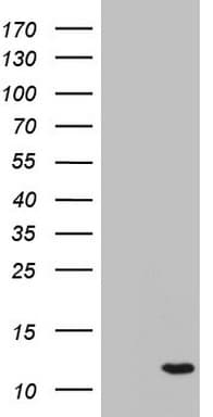 AAMDC Antibody (clone OTI4C1)