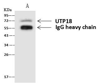 UTP18 Antibody