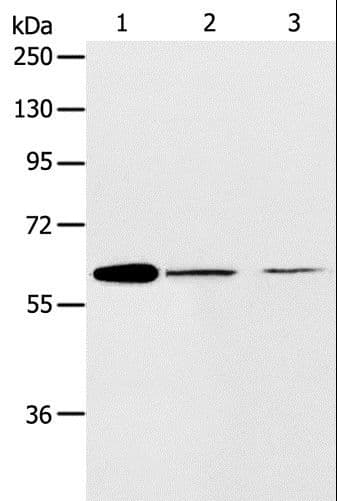 ABCE1 Antibody