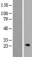 IFNA7 / Interferon Alpha 7 Protein (Over-Expression Lysate Myc-DDK (Flag))