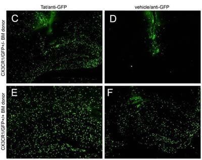 Monoclonal Mouse anti-Aequorea victoria GFP Antibody (clone 9F9.F9, Biotin, IHC, WB)