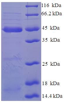 Human MAF1 Protein (Recombinant His-SUMO)