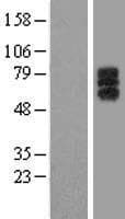 Human LILRA1 / LIR6 Protein (Over-Expression Lysate Myc-DDK (Flag))