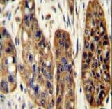 KIAA1324L Antibody (aa109-138)