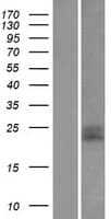 CD99 Protein (Over-Expression Lysate Myc-DDK (Flag))