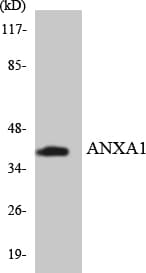 ANXA1 / Annexin A1 Antibody (aa16-65)