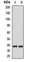 NHEJ1 / XLF Antibody