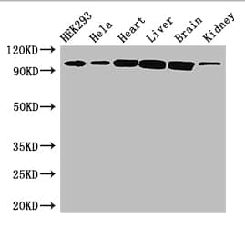 CDH2 / N Cadherin Antibody