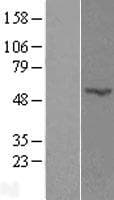 POFUT2 Protein (Over-Expression Lysate Myc-DDK (Flag))