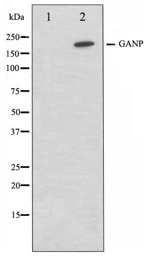 MCM3AP / GANP Antibody