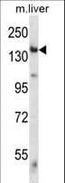 GCN2 Antibody (aa1477-1504)