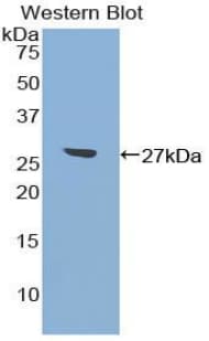 ATF7 Antibody (aa50-270, Biotin)