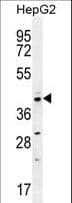 CCNI2 Antibody (aa92-121)