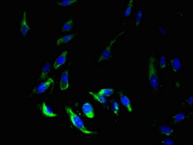 MS4A7 Antibody