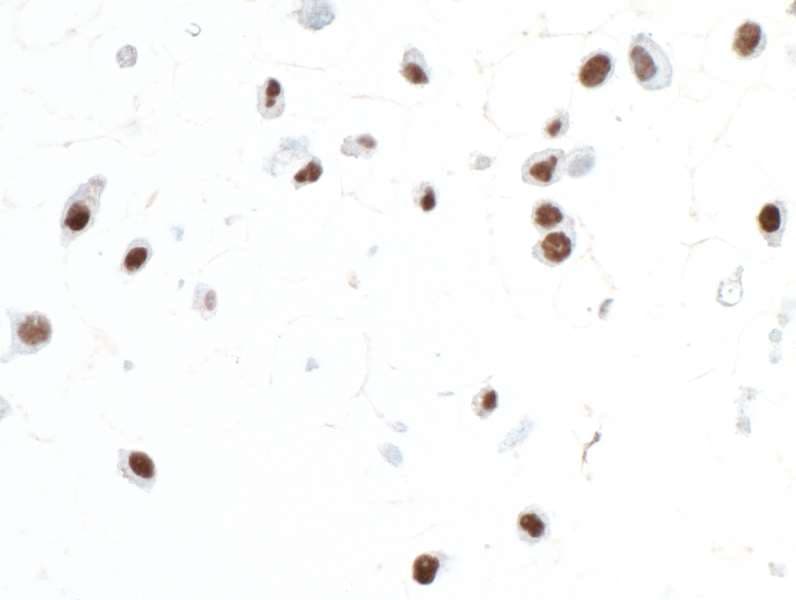 SOX10 Antibody (aa416-466)