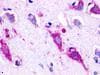 IHC-plus™ GPR22 Antibody (N-Terminus)