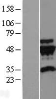 TUBG2 / Tubulin Gamma 2 Protein (Over-Expression Lysate Myc-DDK (Flag))