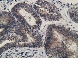 KCTD14 Antibody (clone OTI1D1, Carrier-free)