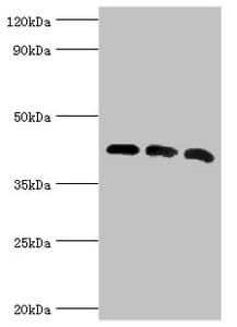 ACTR1A / Centractin Antibody (aa187-376)
