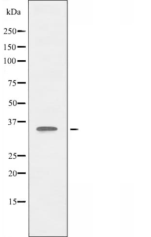 ALX3 Antibody