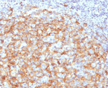 CD14 Antibody (clone CDLA14-2, Azide-free, BSA-free)