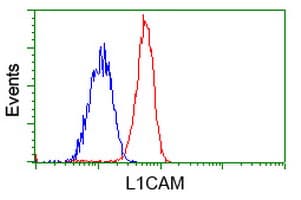 Monoclonal Mouse anti-Human L1CAM Antibody (clone OTI1A8, IF, WB)