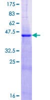 Human NDUFB5 Protein (Recombinant GST)