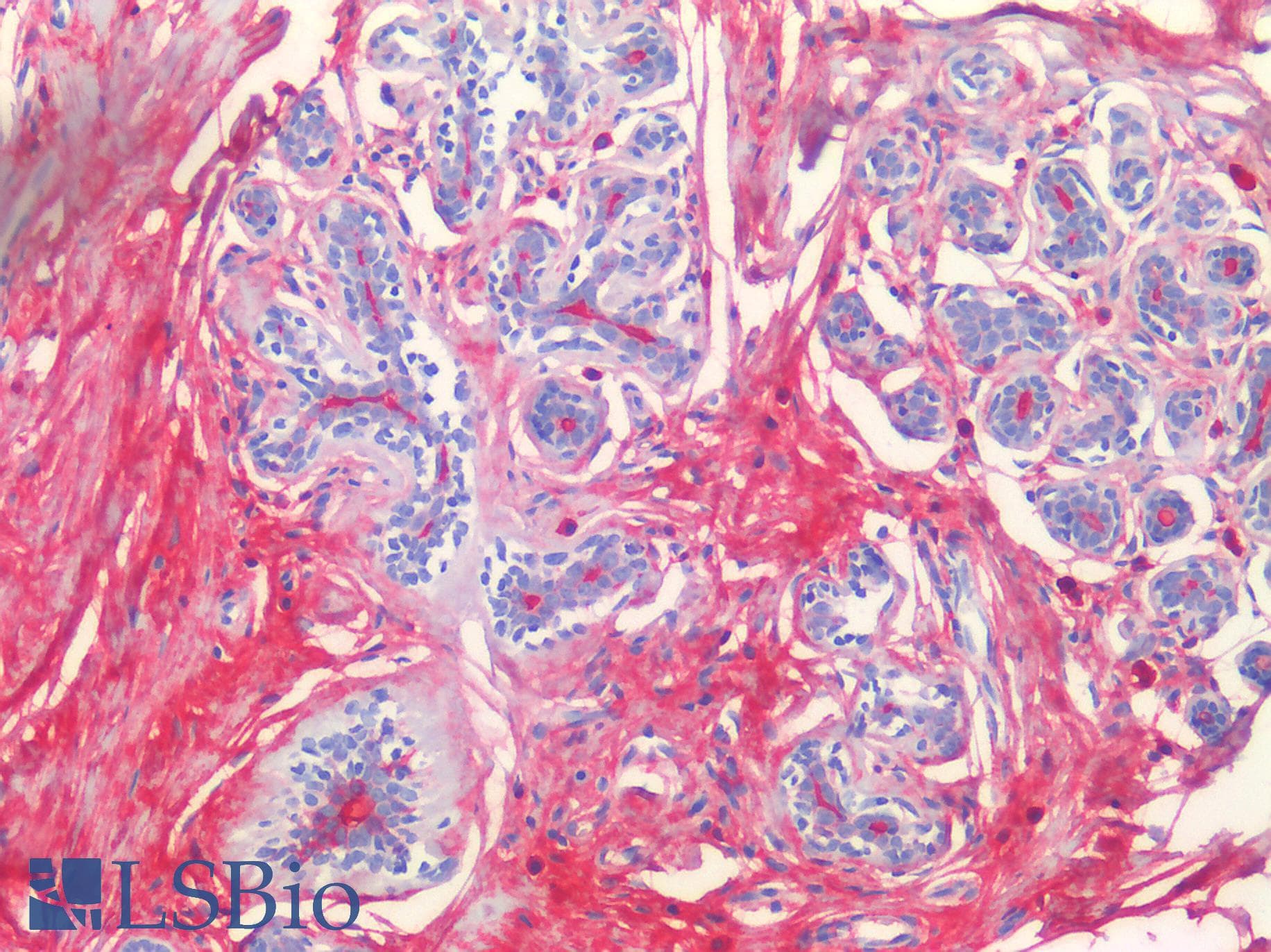 IHC-plus™ JCHAIN / Ig J Chain Antibody (clone OTI2B1)