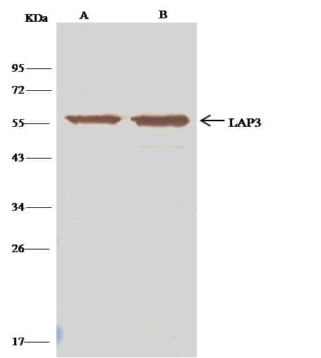 LAP3 Antibody (Preservative Free)