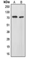 Eomesodermin / EOMES Antibody (N-Terminus)