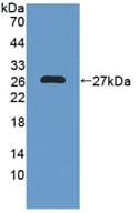 NXN Antibody (aa166-327)