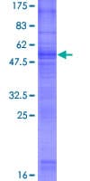 Human GPM6B Protein (Recombinant GST)