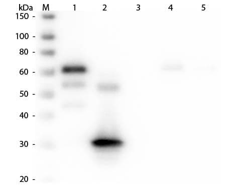 Rabbit Anti-Chicken IgY Fc Secondary Antibody (AP)