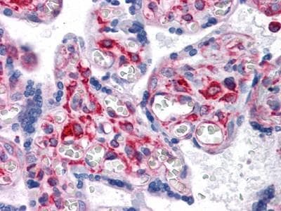 VCAM1 / CD106 Antibody (clone 6G9)