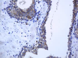 PCDH7 Antibody (clone OTI1G8)